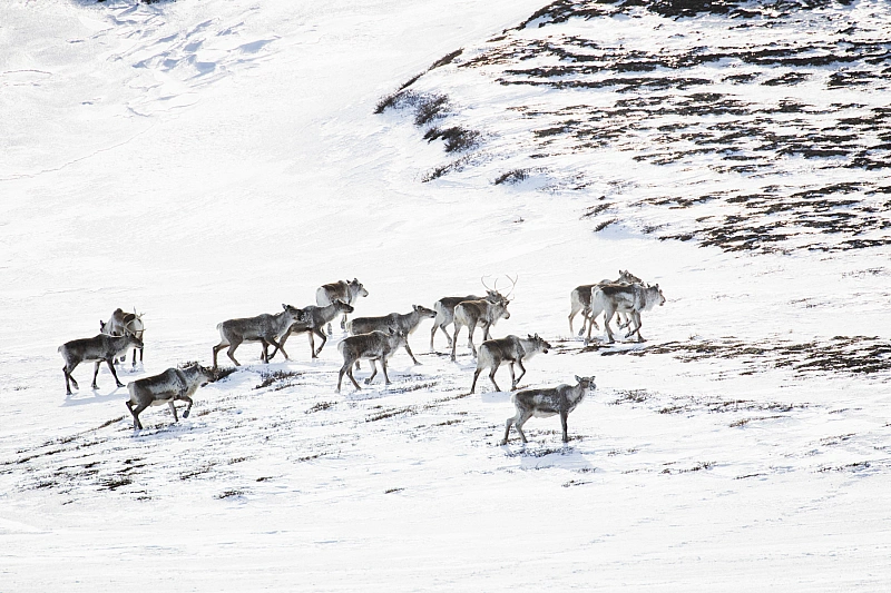 Reindeers in Iceland