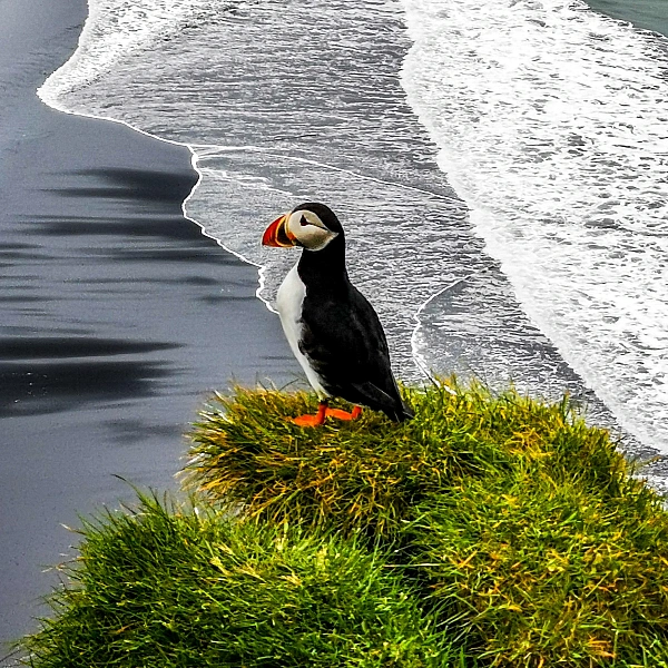 Puffin on the South Coast of Iceland