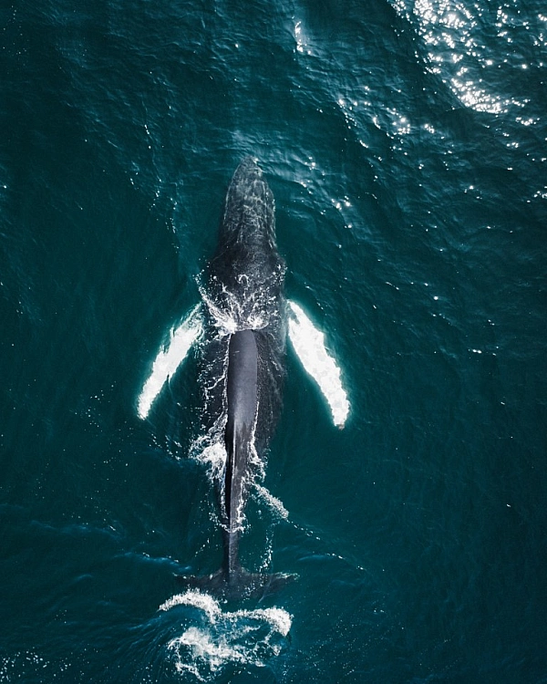 Whale watching tour in Iceland