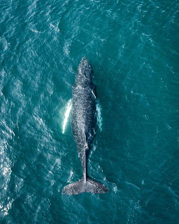 Whale watching in Iceland