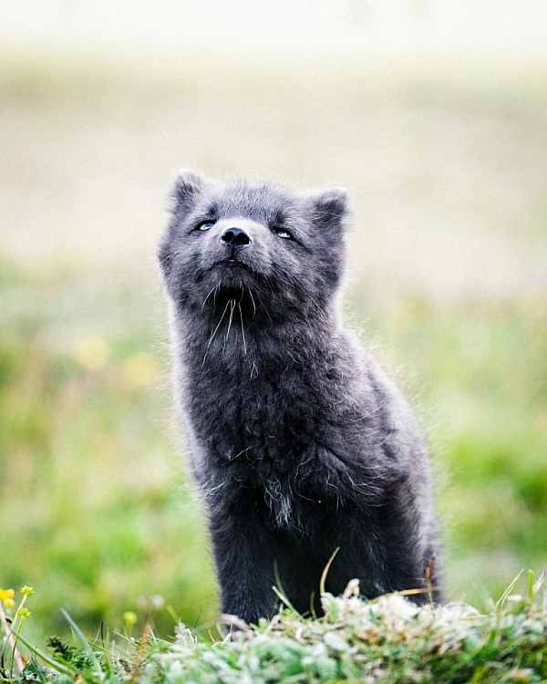 Arctic fox in Iceland.